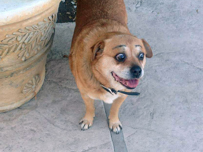 27-hilarious-photos-of-dogs-with-fake-eyebrows-that-will-make-your-day-so-much-better-03