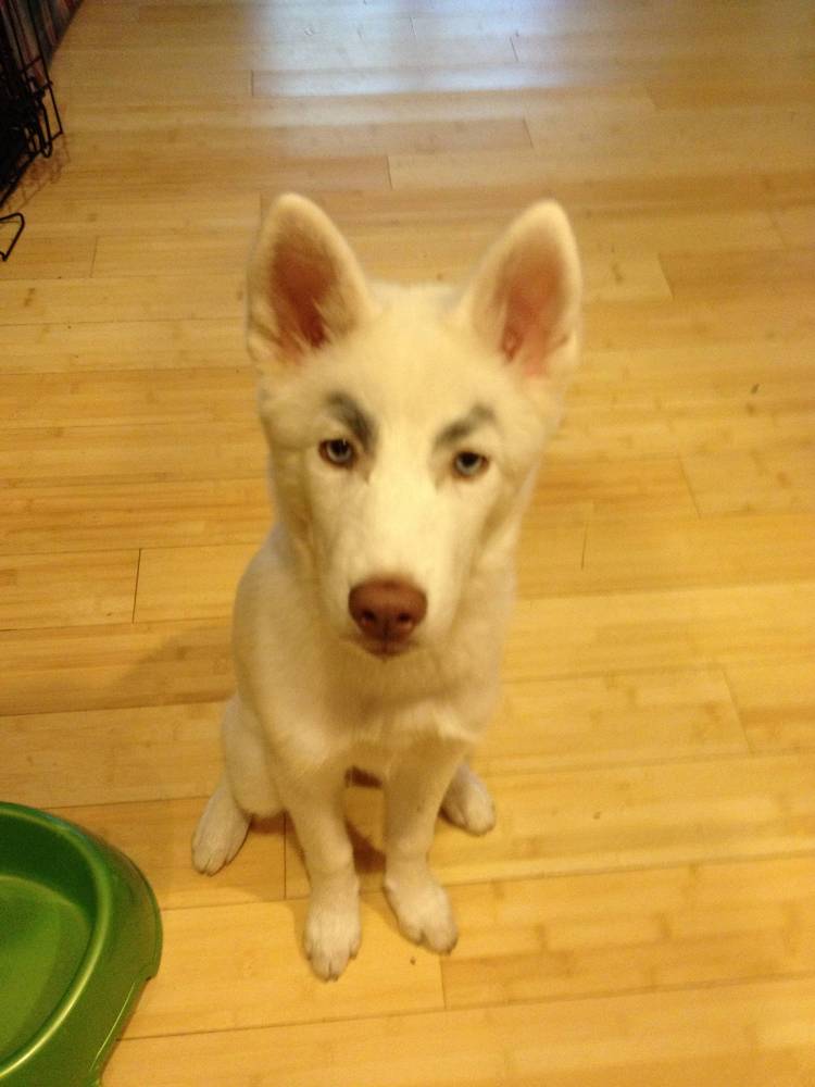 27-hilarious-photos-of-dogs-with-fake-eyebrows-that-will-make-your-day-so-much-better-23