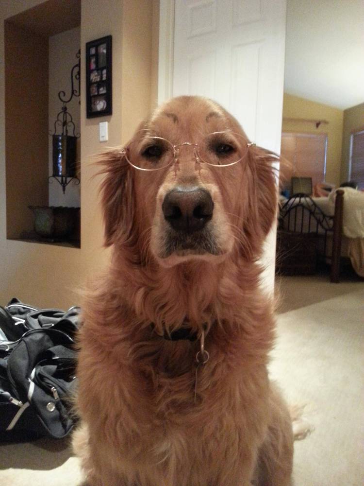 27-hilarious-photos-of-dogs-with-fake-eyebrows-that-will-make-your-day-so-much-better-25