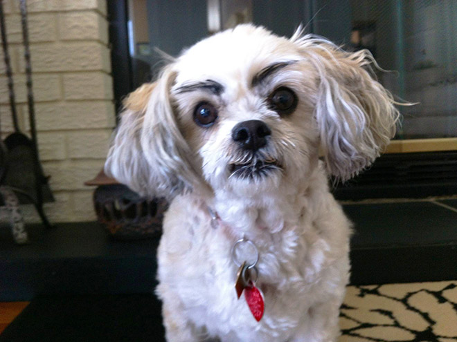 27-hilarious-photos-of-dogs-with-fake-eyebrows-that-will-make-your-day-so-much-better-27