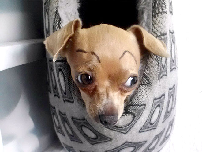 27-hilarious-photos-of-dogs-with-fake-eyebrows-that-will-make-your-day-so-much-better-11