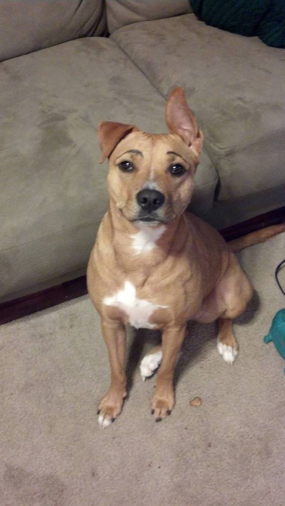27-hilarious-photos-of-dogs-with-fake-eyebrows-that-will-make-your-day-so-much-better-24