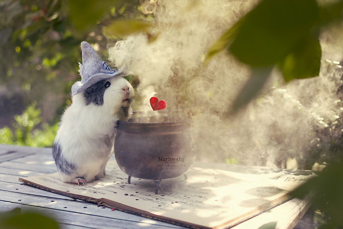 mieps-the-guinea-pig-57cef7f446131__700