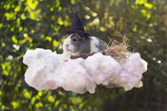 mieps-the-guinea-pig-57cef813ada51__700