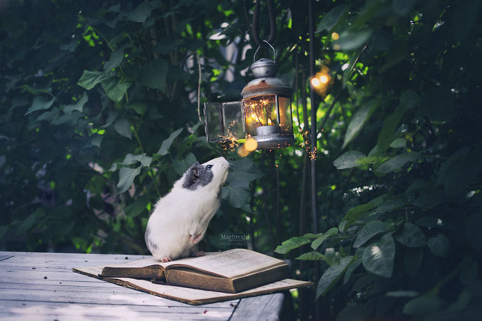 mieps-the-guinea-pig-57cef84a40de4__700