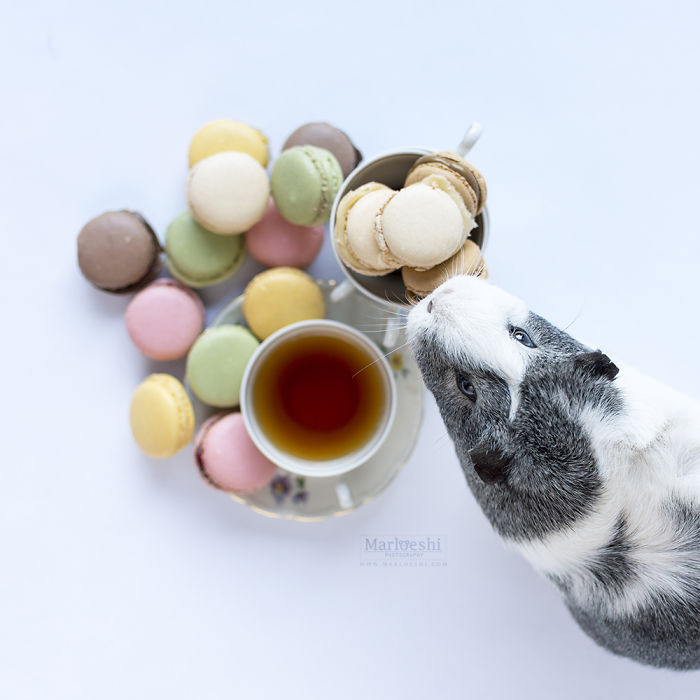 mieps-the-photogenic-piggy-57d96c806a75e__700