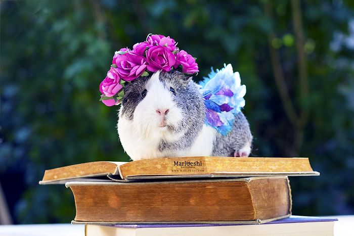 mieps-the-photogenic-piggy-57da5548208d6__700