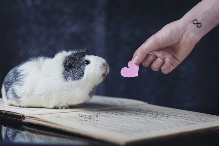 mieps-the-photogenic-piggy-57da554b8ef26__700
