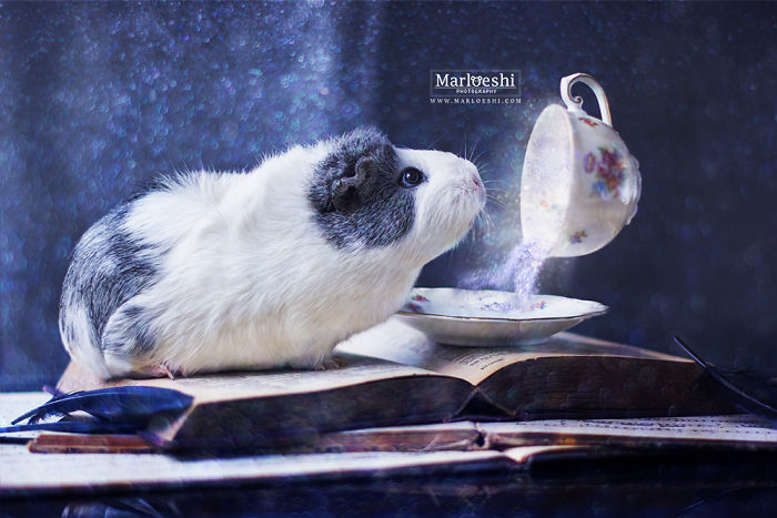 mieps-the-photogenic-piggy-57da554f5adcf__700