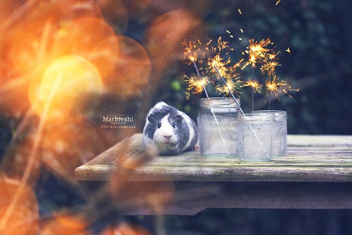 mieps-the-photogenic-piggy-57da5553dc6e9__700