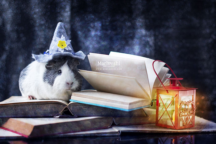 mieps-the-photogenic-piggy-57da555a253a1__700