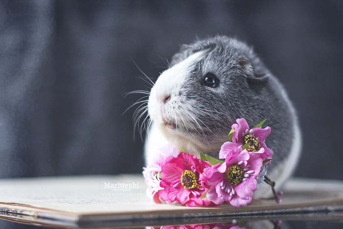 mieps-the-photogenic-piggy-57da555ccfa66__700