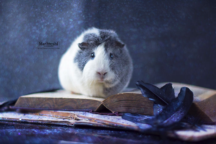 mieps-the-photogenic-piggy-57da5560118e9__700