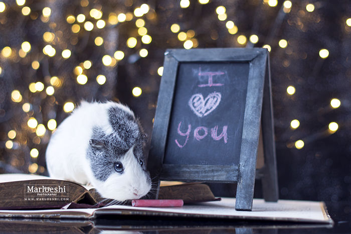 mieps-the-photogenic-piggy-57da5564154d9__700