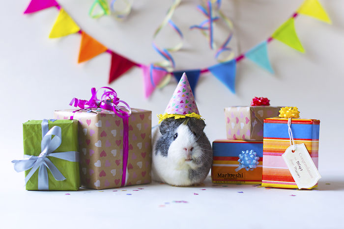 mieps-the-photogenic-piggy-57da5567054b2__700