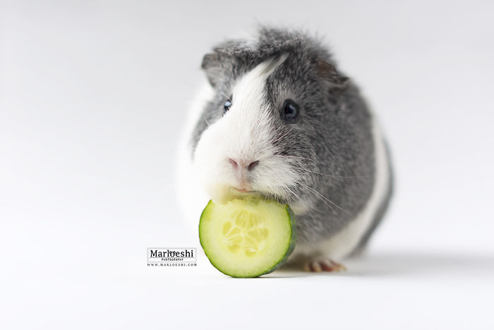 mieps-the-photogenic-piggy-57da556975a4b__700