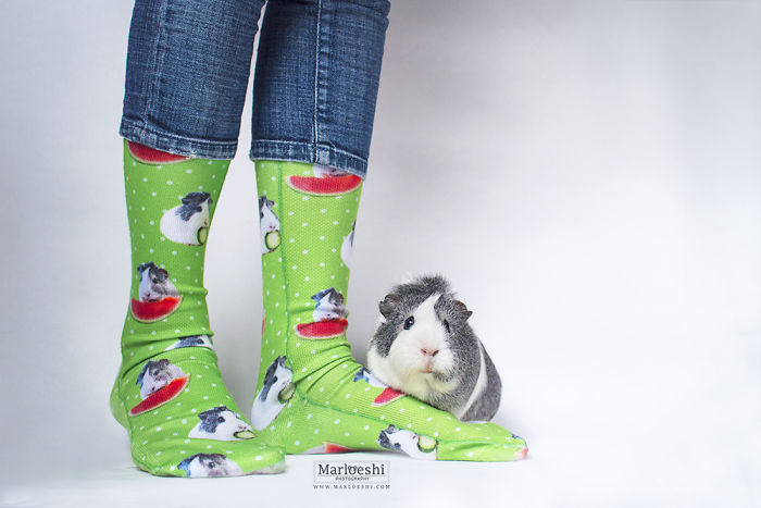 mieps-the-photogenic-piggy-57da556d06277__700
