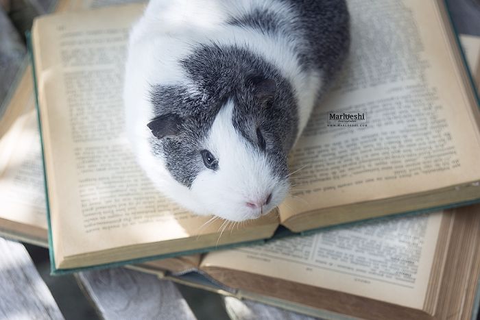 mieps-the-photogenic-piggy-57da55736b13a__700