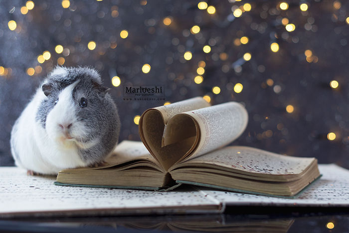 mieps-the-photogenic-piggy-57da557709523__700