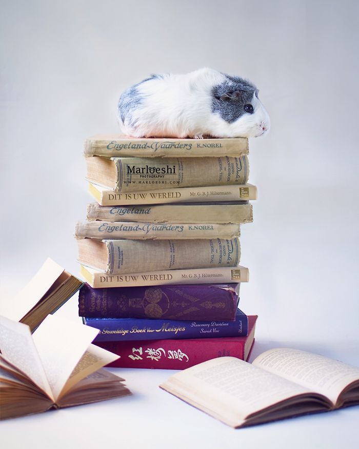 mieps-the-photogenic-piggy-57da557aa9785__700