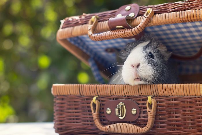 mieps-the-photogenic-piggy-57da557e7945e__700
