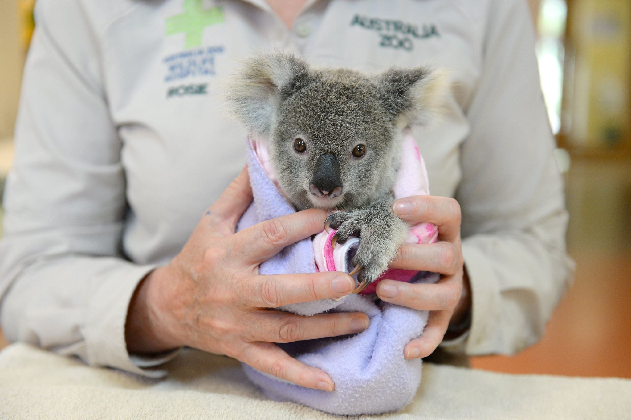 Ce Bebe Koala Trouve Du Reconfort Avec Un Jouet En Peluche Apres Avoir Perdu Sa Maman