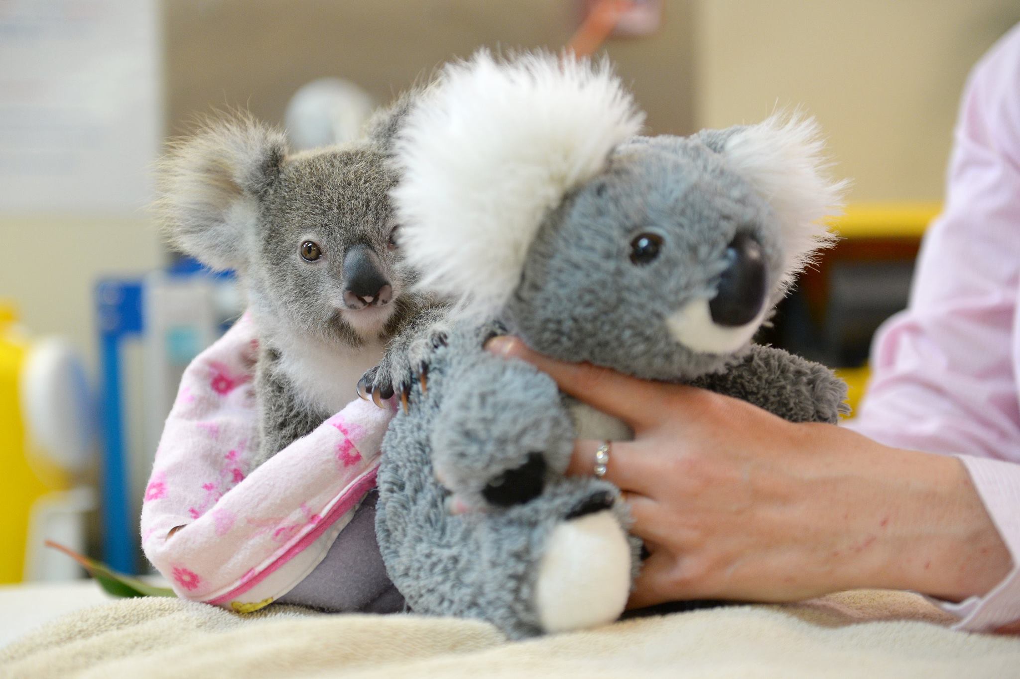 ce-bebe-koala-trouve-du-reconfort-avec-jouet-en-peluche-apres-avoir-perdu-sa-maman1