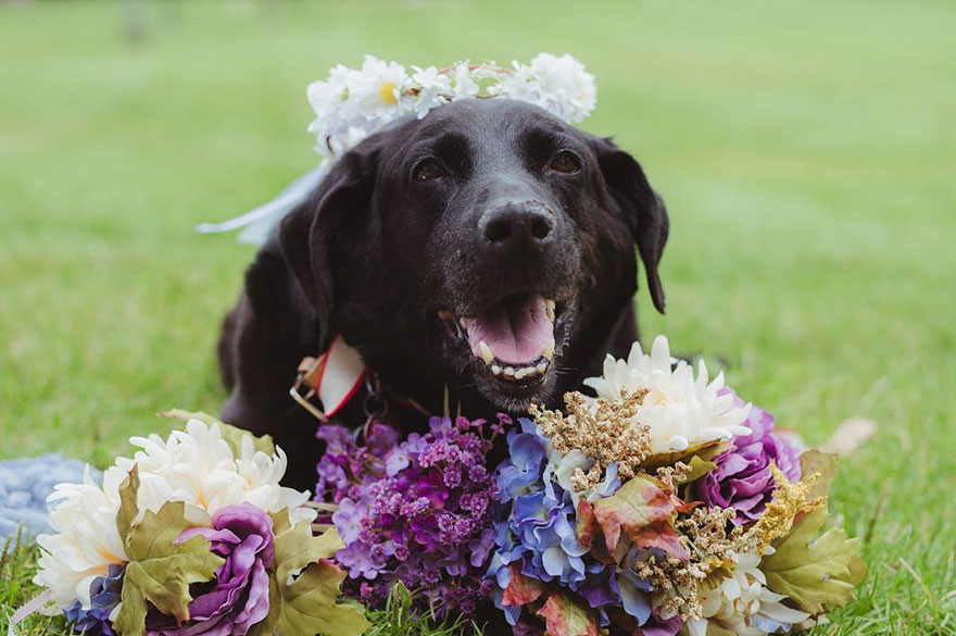 chien-de-15-ans-reste-en-vie-pour-voir-le-mariage-de-sa-proprietaire-1