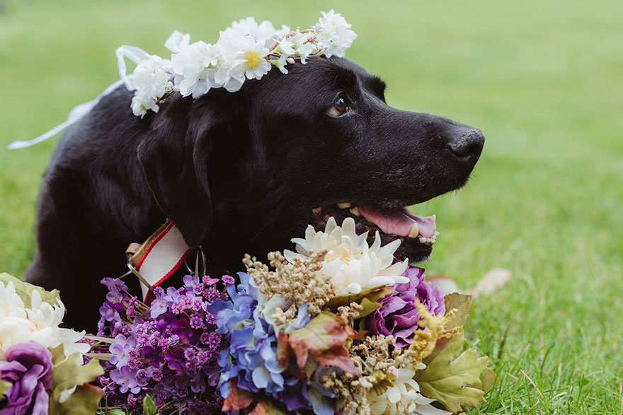 chien-de-15-ans-reste-en-vie-pour-voir-le-mariage-de-sa-proprietaire-3