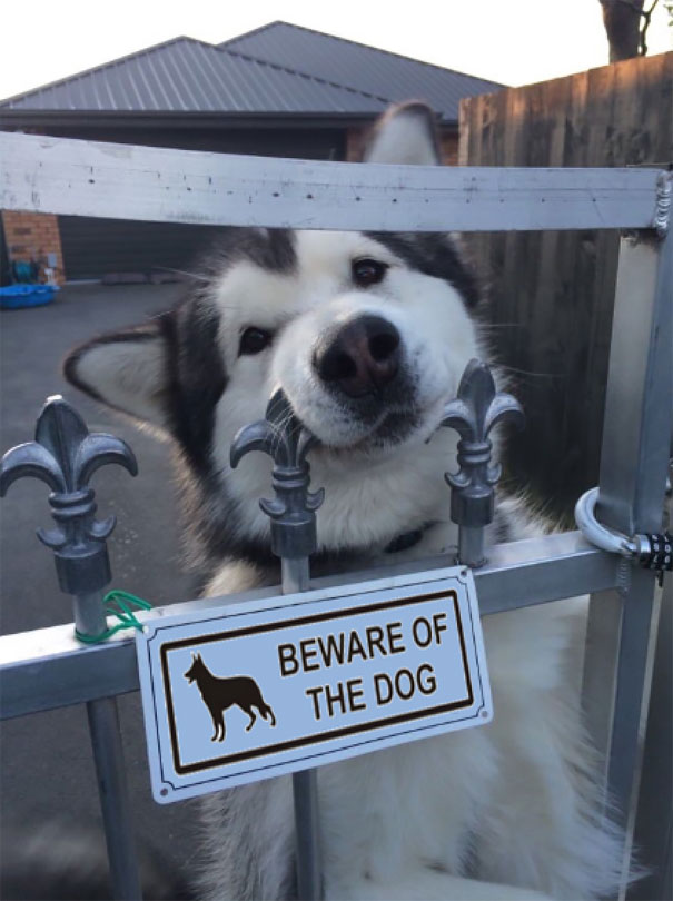 beware-of-the-dog-7-57ee55c6ea4c1__605