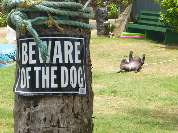 beware-of-the-dog-8-57ee55d977d4a__605