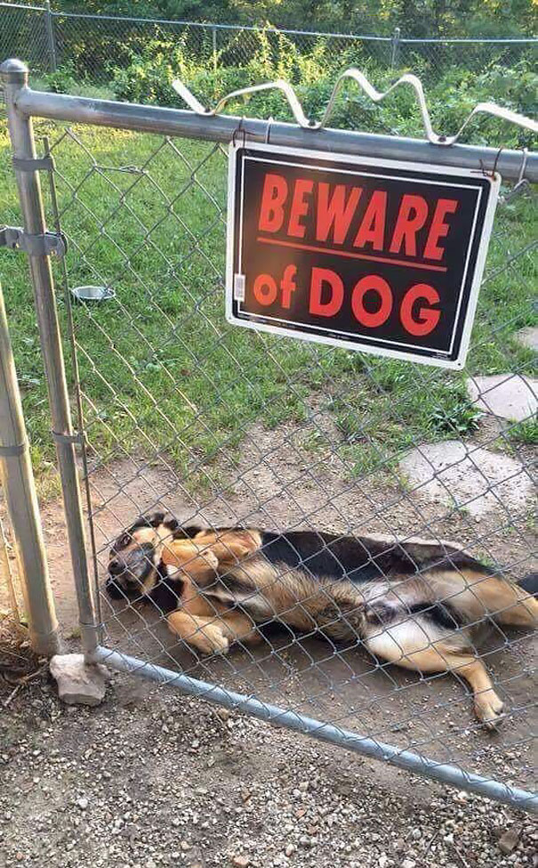 beware-of-the-dog-10-57ee55f664267__605