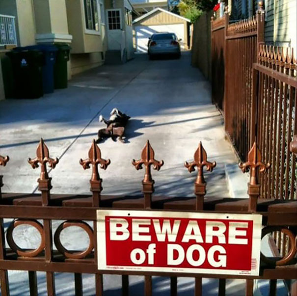 beware-of-the-dog-13-57ee56356ae51__605