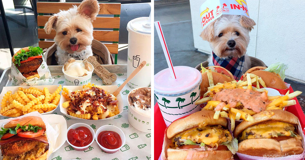 rescue-dog-restaurants-food-instagram-popeyethefoodie-fb