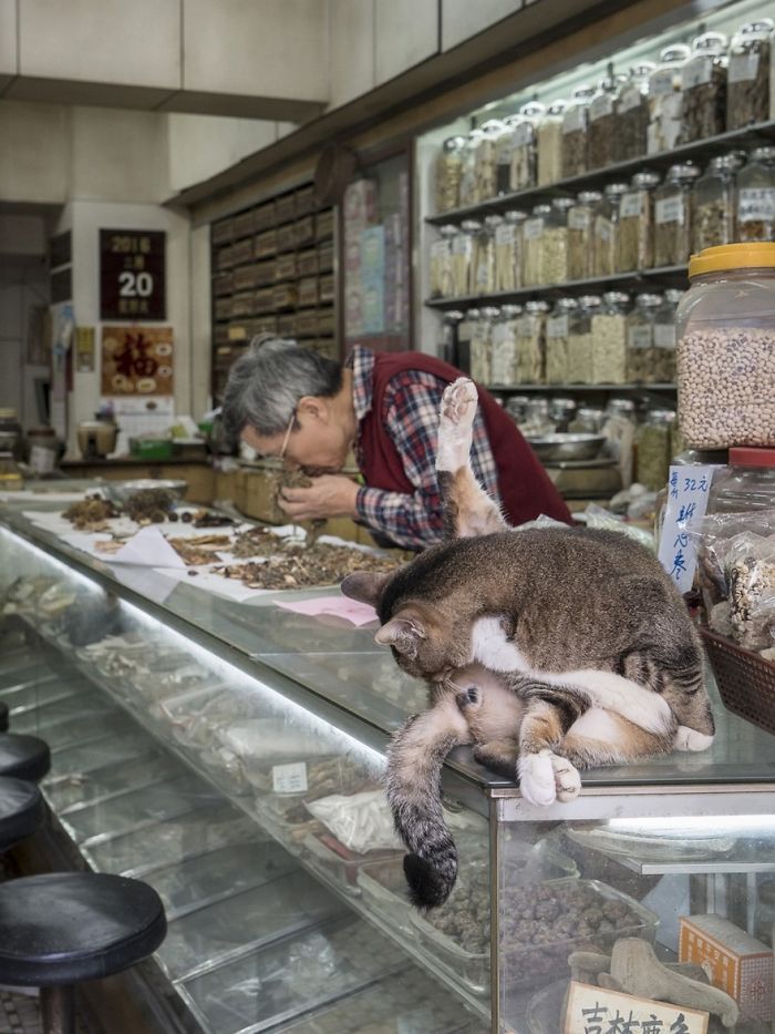 shop-cats-photography-marcel-heijnen-hong-kong-8-5809cd5d24397__700