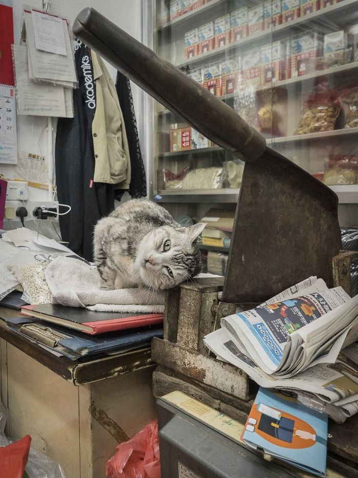 shop-cats-photography-marcel-heijnen-hong-kong-30-5809cda160c12__700