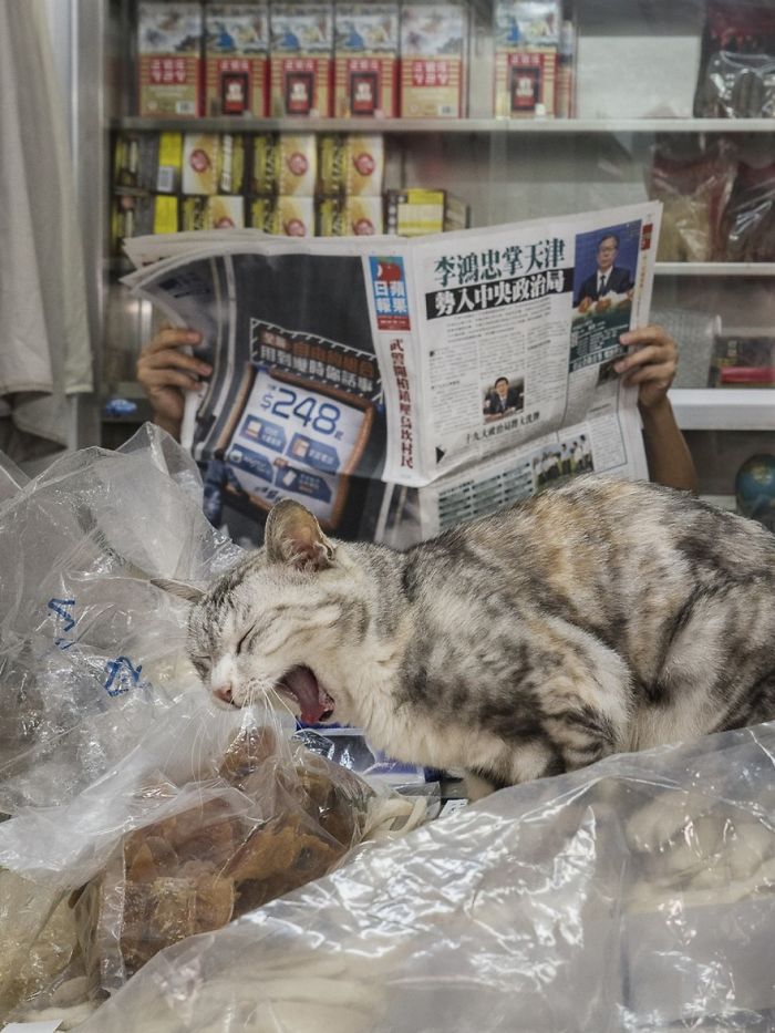 shop-cats-photography-marcel-heijnen-hong-kong-5-5809cd540e3b3__700