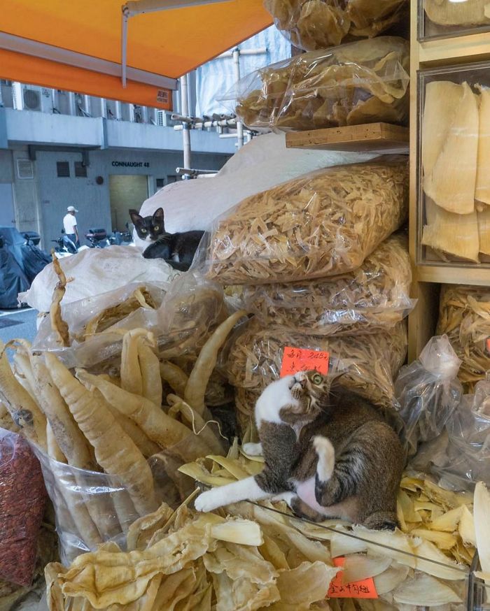 shop-cats-photography-marcel-heijnen-hong-kong-28-5809cd9b270d9__700