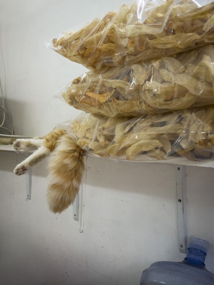 shop-cats-photography-marcel-heijnen-hong-kong-37-5809cdb805aa7__700