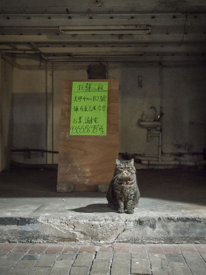 shop-cats-photography-marcel-heijnen-hong-kong-11-5809cd672dd9f__700