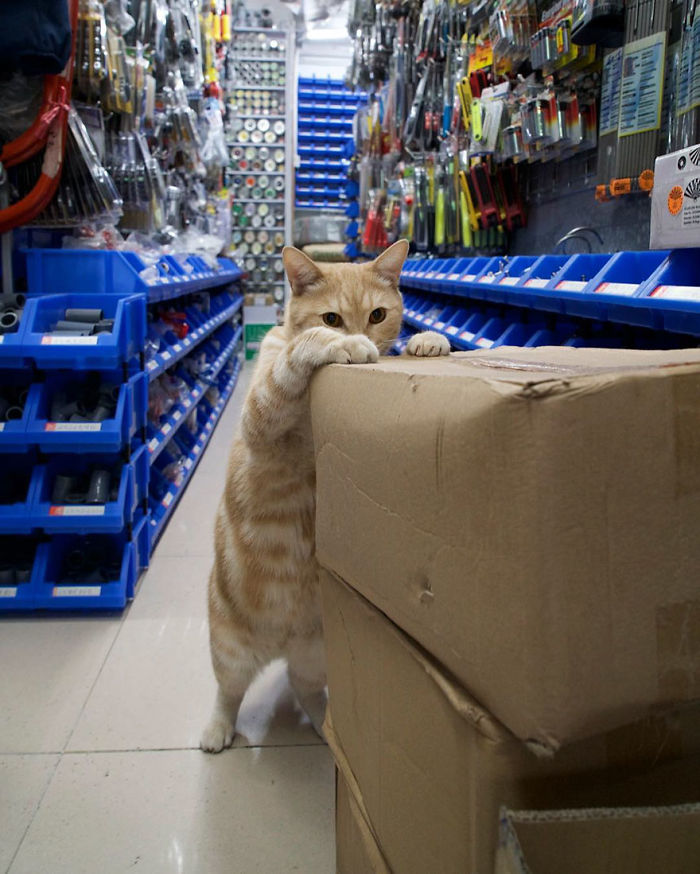 shop-cats-photography-marcel-heijnen-hong-kong-44-5809d3882812a__700