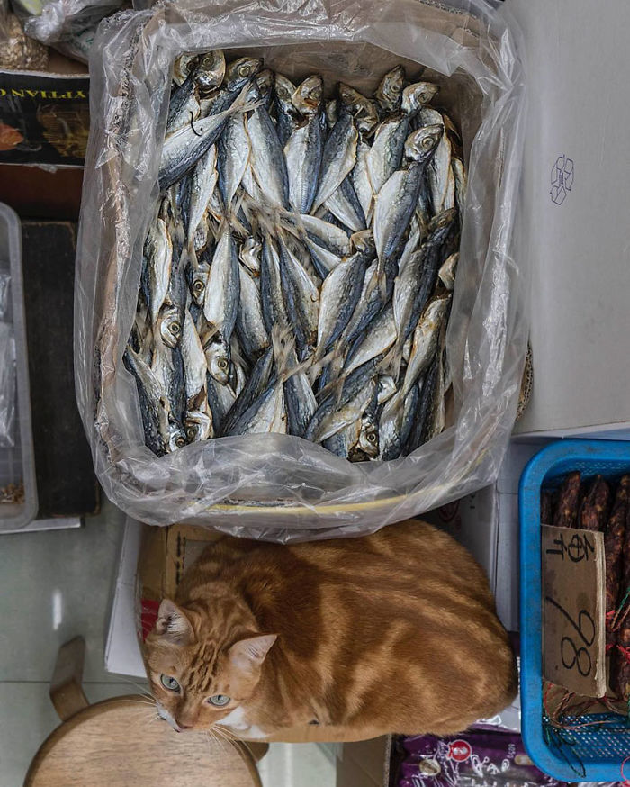shop-cats-photography-marcel-heijnen-hong-kong-45-5809d39b0a0c5__700