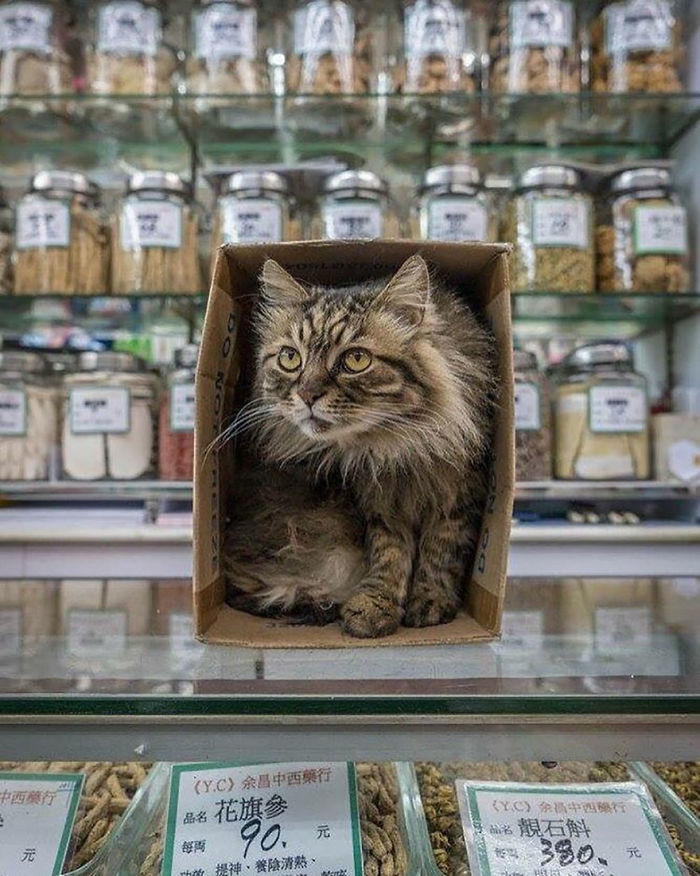 shop-cats-photography-marcel-heijnen-hong-kong-46-5809d3ae4c525__700