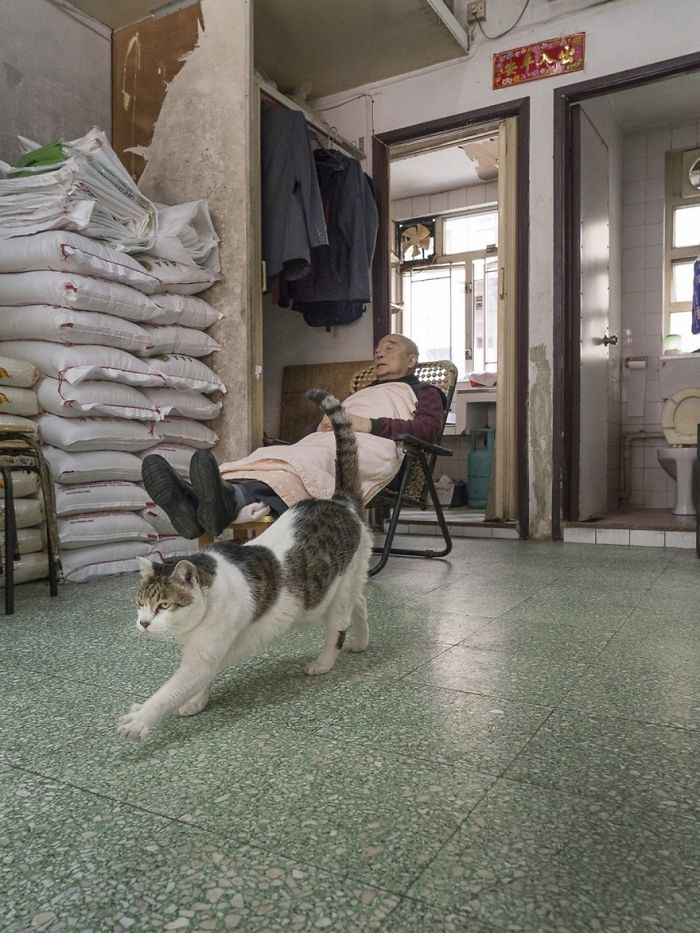 shop-cats-photography-marcel-heijnen-hong-kong-1-5809cd465b981__700