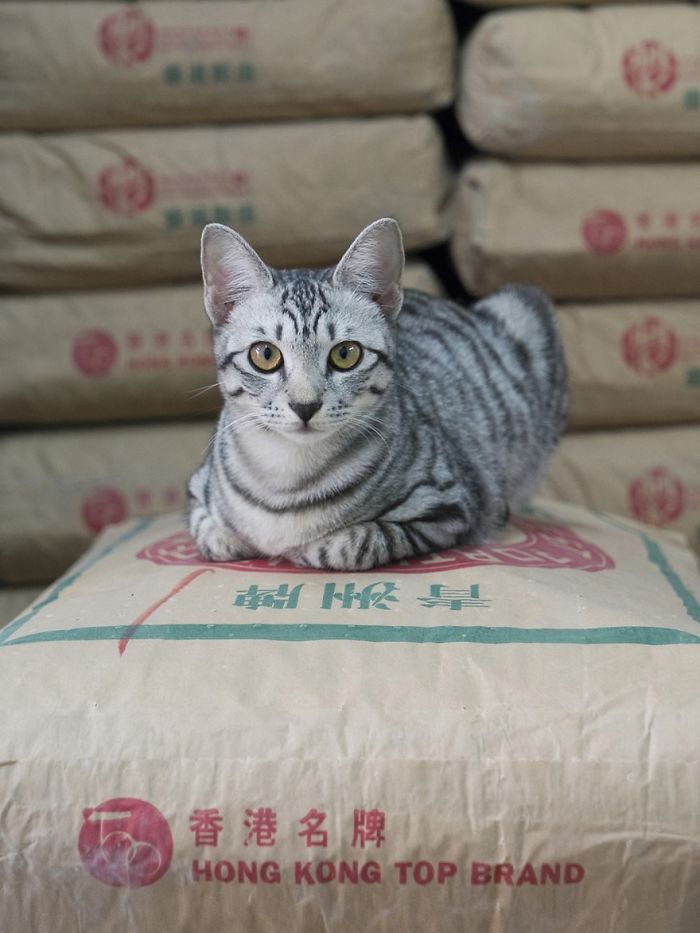 shop-cats-photography-marcel-heijnen-hong-kong-2-5809cd490a548__700