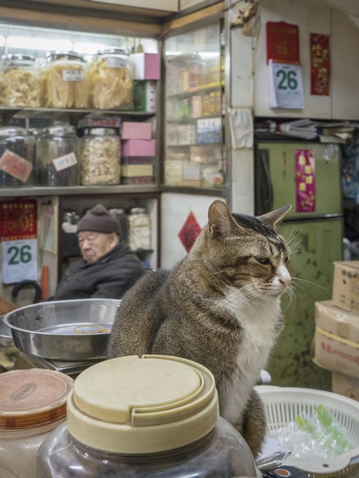 shop-cats-photography-marcel-heijnen-hong-kong-3-5809cd4c15552__700