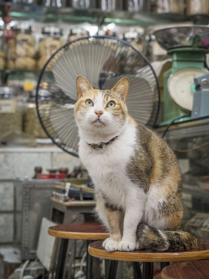 shop-cats-photography-marcel-heijnen-hong-kong-4-5809cd4f12e85__700