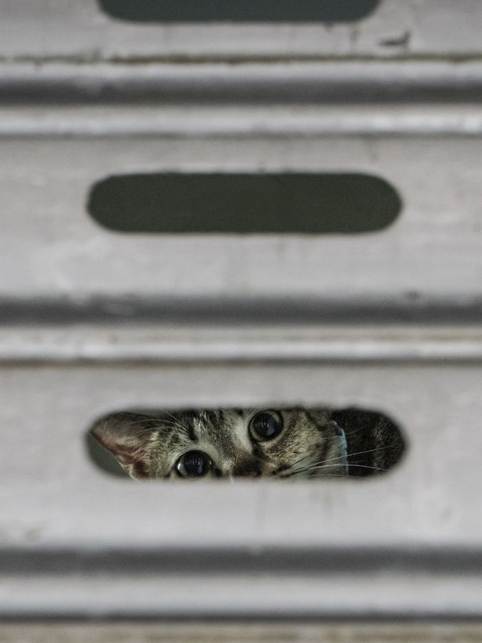 shop-cats-photography-marcel-heijnen-hong-kong-17-5809cd78e00fa__700