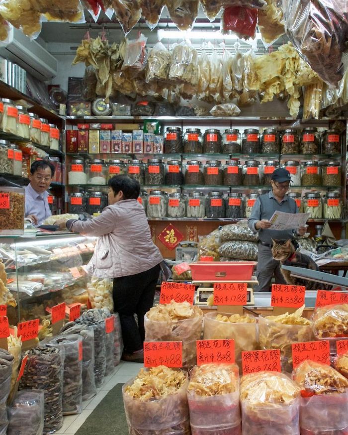 shop-cats-photography-marcel-heijnen-hong-kong-23-5809cd8c354b6__700