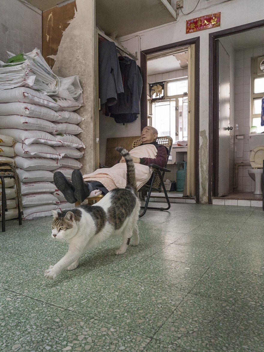 shop-cats-photography-marcel-heijnen-hong-kong-1-5809cd465b981__880